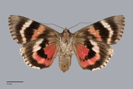 Catocala aholibah