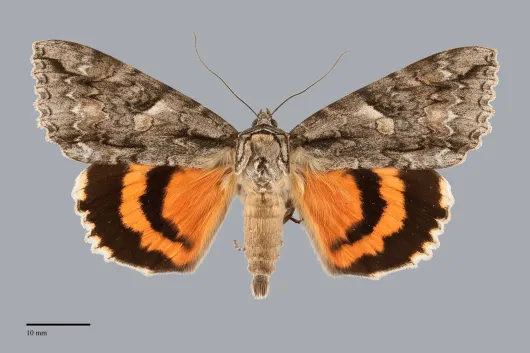 Catocala amatrix