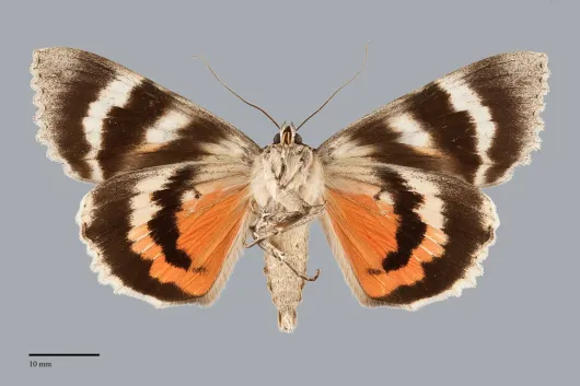 Catocala amatrix