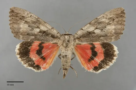 Catocala amatrix