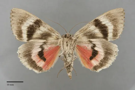 Catocala amatrix