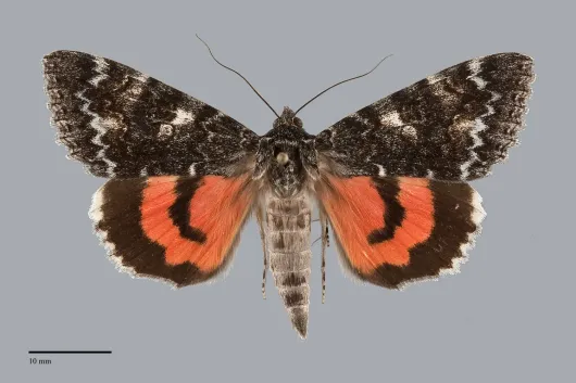 Catocala briseis
