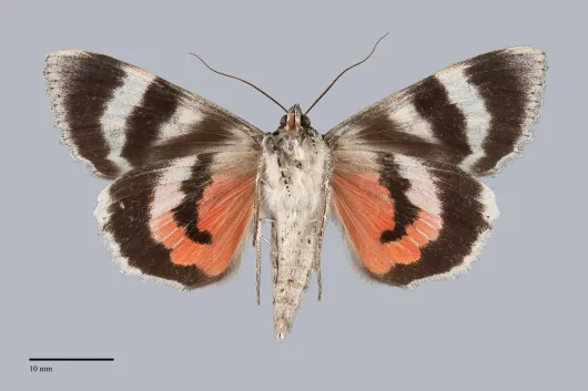 Catocala briseis