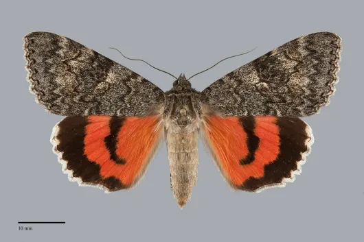 Catocala californica