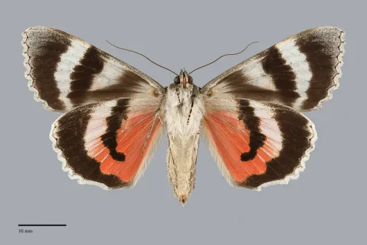 Catocala californica
