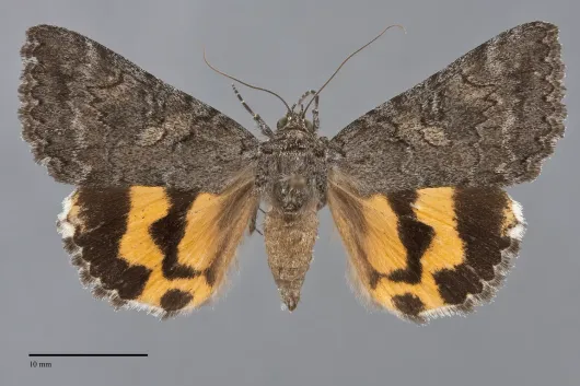 Catocala chelidonia