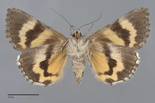 Catocala chelidonia