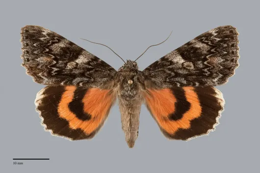 Catocala cleopatra