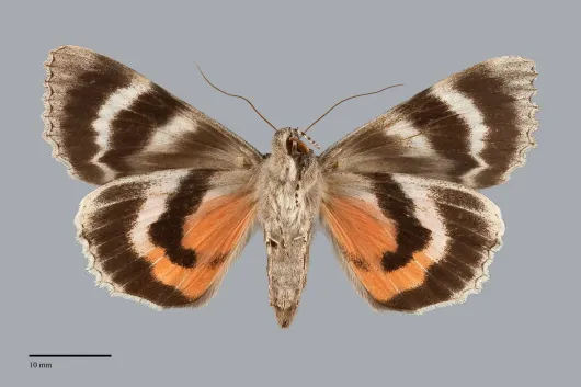Catocala cleopatra