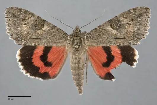 Catocala faustina
