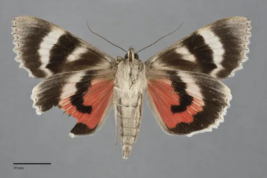 Catocala faustina