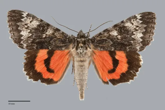 Catocala grotiana