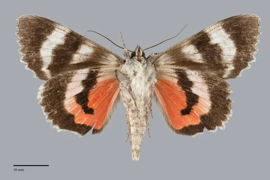 Catocala grotiana