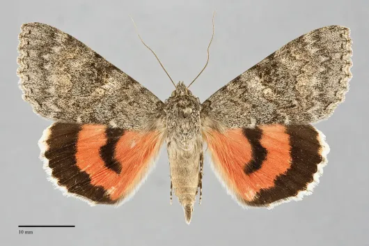 Catocala hermia