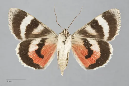 Catocala hermia