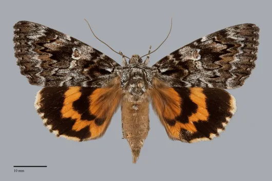 Catocala ilia