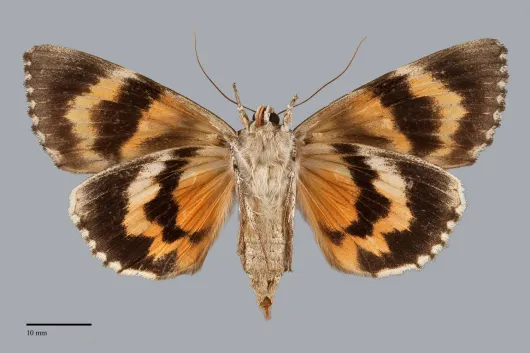 Catocala ilia