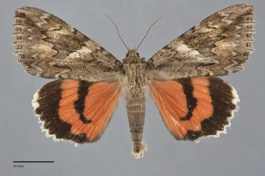 Catocala irene