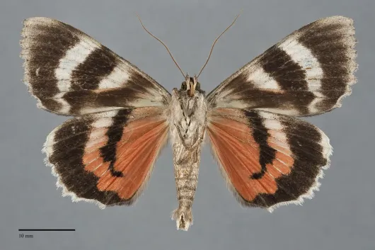 Catocala irene