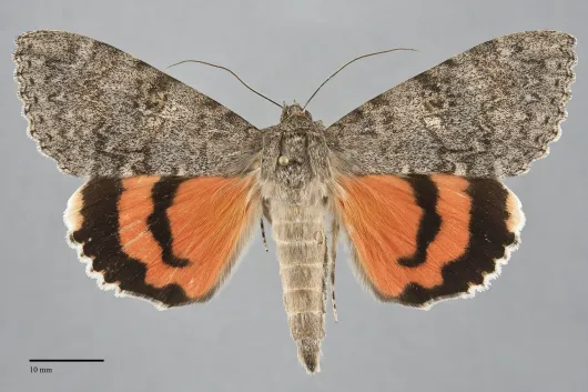 Catocala junctura