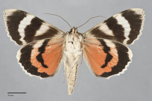 Catocala junctura