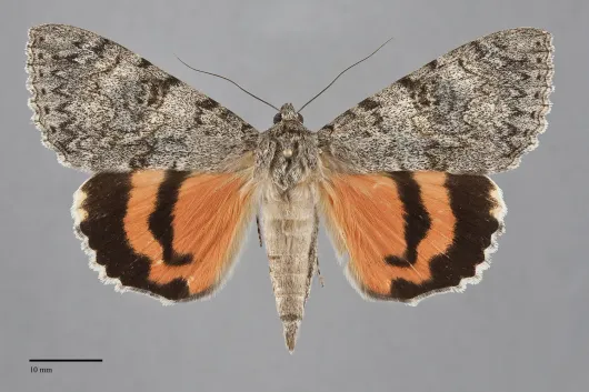 Catocala junctura
