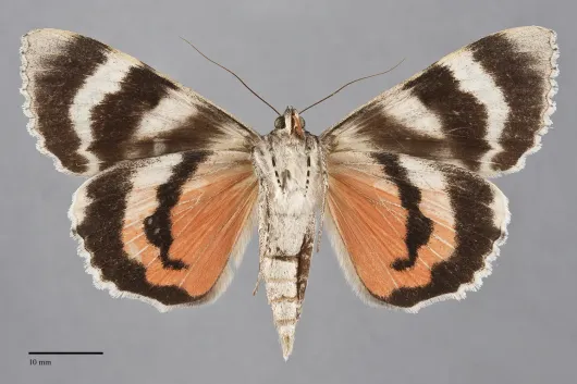 Catocala junctura