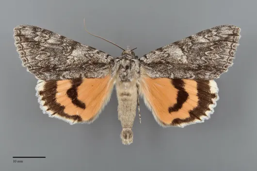 Catocala meskei
