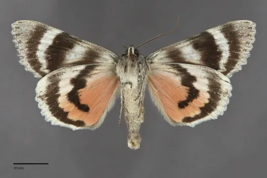 Catocala meskei