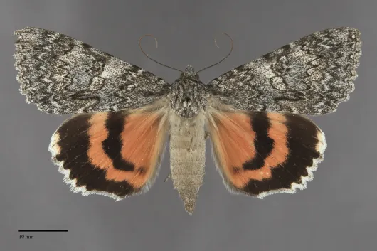 Catocala meskei