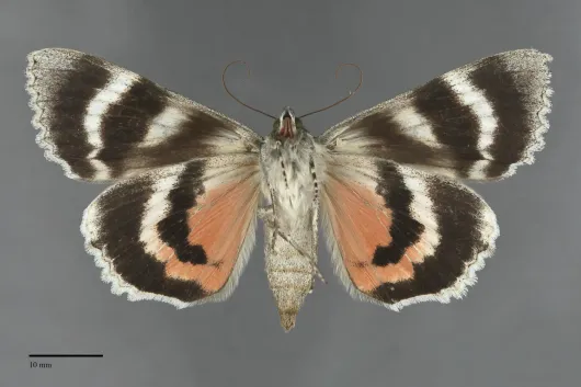 Catocala meskei