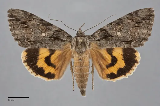 Catocala neogama