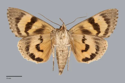 Catocala neogama