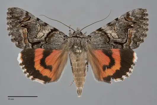 Catocala ophelia