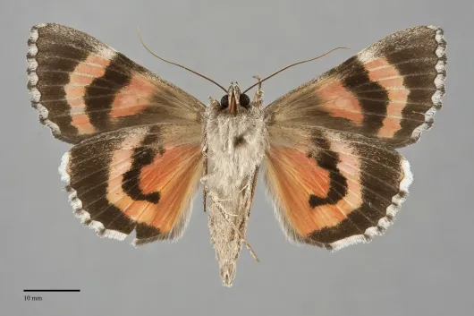 Catocala ophelia
