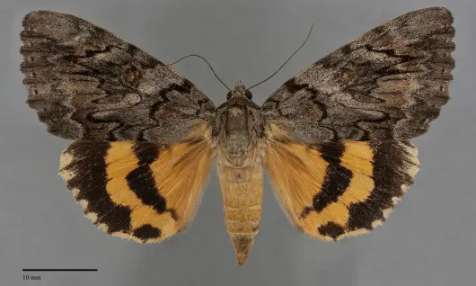 Catocala piatrix