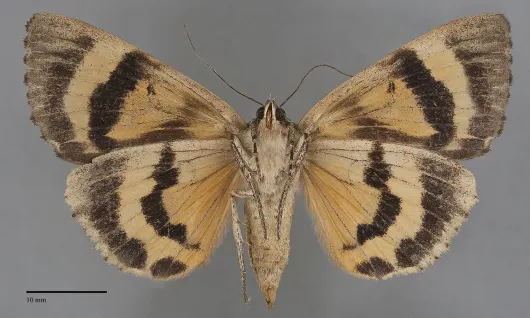 Catocala piatrix