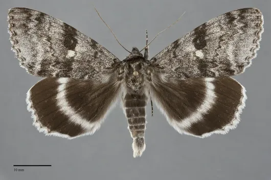 Catocala relicta