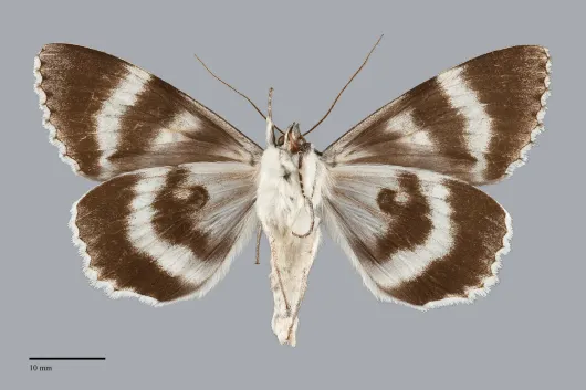 Catocala relicta