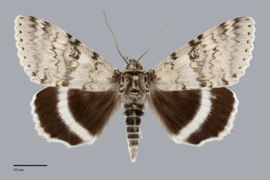 Catocala relicta