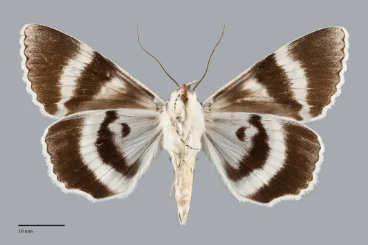 Catocala relicta