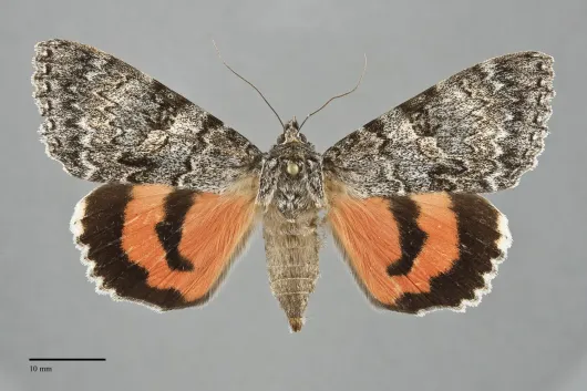 Catocala semirelicta