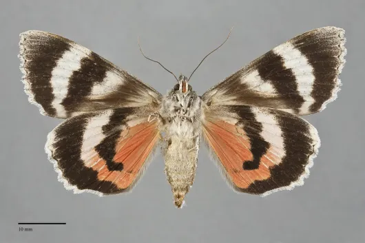 Catocala semirelicta