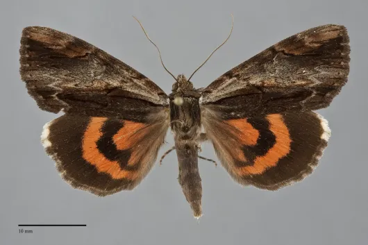 Catocala ultronia