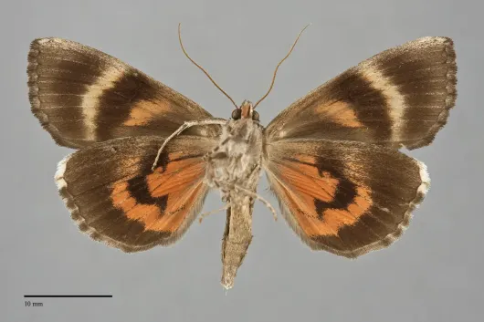 Catocala ultronia