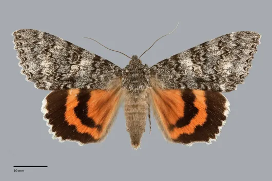 Catocala unijuga