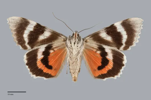 Catocala unijuga