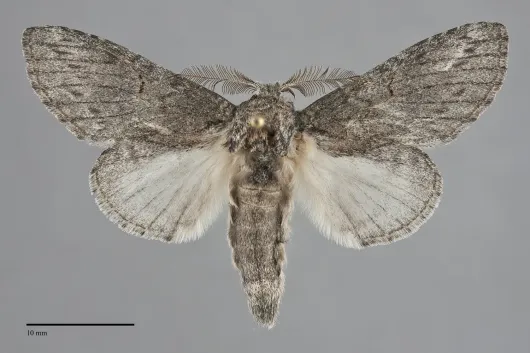Cecrita lunata