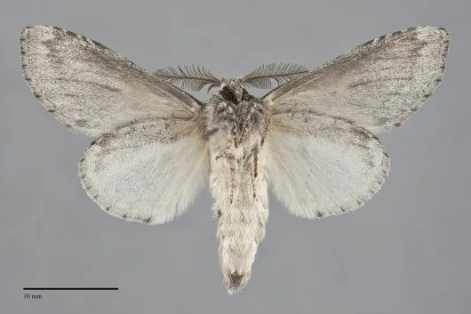 Cecrita lunata