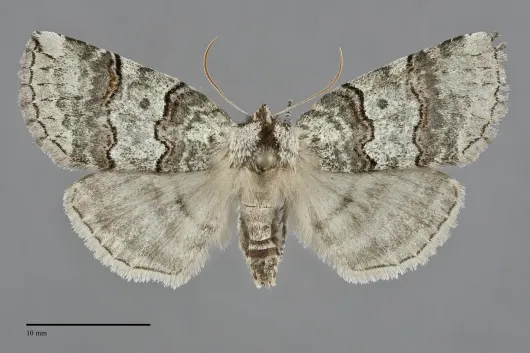 Ceranemota fasciata